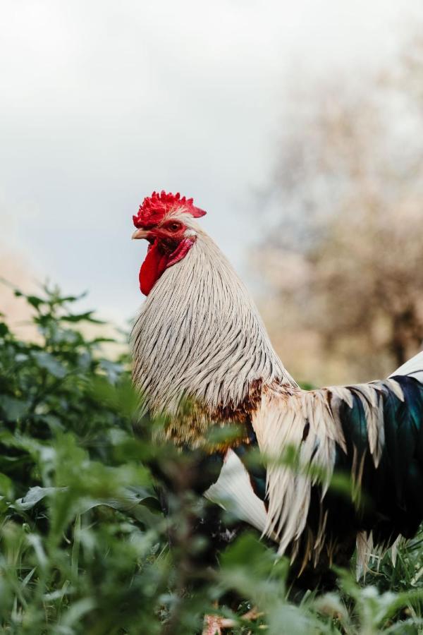 مبيت وإفطار أغريجنتو La Pagliera المظهر الخارجي الصورة